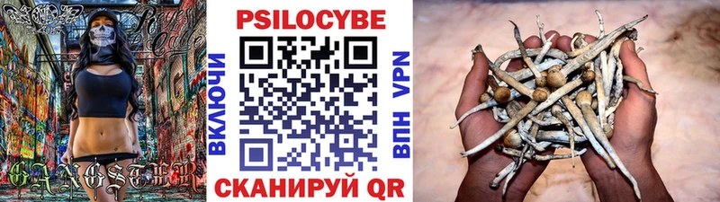 блэк спрут зеркало  купить наркотик  Бежецк  Галлюциногенные грибы Psilocybe 